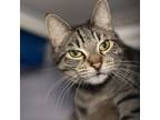 Adopt Bonnie a Domestic Short Hair, Tabby