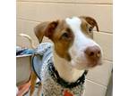 Adopt Sapphire a Pit Bull Terrier, Mixed Breed