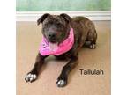 Adopt Tallulah a Pit Bull Terrier