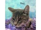 Adopt Bluey a Domestic Short Hair