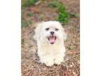 Adopt *Zucchini Produce a Lhasa Apso