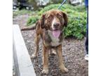 Adopt Caribou a Australian Shepherd, Bernese Mountain Dog