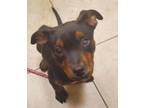 Adopt NOHEMI a Rottweiler