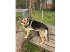 Adopt Evangeline a German Shepherd Dog