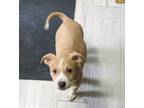 Adopt Triscuit a Mixed Breed
