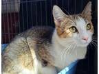 Adopt Molly *Featured at Petco in Ellicott City, MD* a Domestic Short Hair