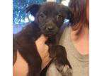 Adopt Tootsie a Husky, Black Labrador Retriever