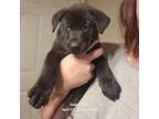 Adopt Veronica a Husky, Black Labrador Retriever