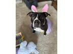 Adopt Wynter a Pit Bull Terrier