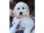 Adopt Shiloh a Poodle