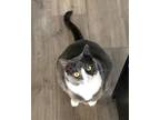 Adopt ALOHA - Offered by Owner _ Sweet Gal a Tuxedo, Domestic Short Hair