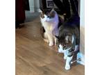 Adopt MICKEY 'n MINNIE - Offered by Owner - Bonded Adult a Maine Coon
