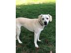 Adopt Delta Dawn a Yellow Labrador Retriever