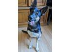 Adopt Jolene a German Shepherd Dog