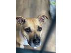 Adopt Sophie a Pit Bull Terrier