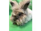 Adopt Antoinette a Angora Rabbit