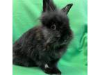 Adopt Mystery a Lionhead