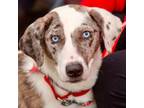 Adopt Hannah a Catahoula Leopard Dog, Terrier