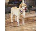 Adopt Esther a Yellow Labrador Retriever