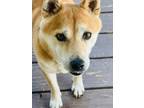 Adopt Nyako a Shiba Inu, Mixed Breed