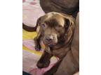 Adopt Tillie (Oak Grove) a Chocolate Labrador Retriever, Pit Bull Terrier