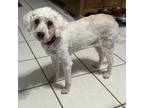 Adopt Princess a Poodle, Terrier