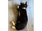 Adopt Sabrina a Domestic Short Hair