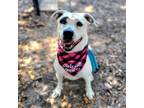 Adopt Willow a Mixed Breed