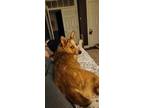 Adopt Poppy a Australian Cattle Dog / Blue Heeler