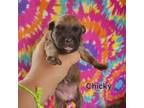 Adopt Chicky a Mixed Breed
