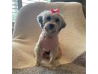 Adopt Ariel a Havanese