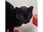 Adopt Grace a Domestic Short Hair