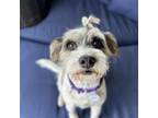 Adopt Nena a Schnauzer