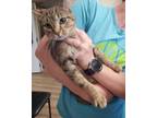 Adopt AC Kita a Tabby