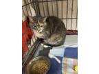 Adopt AC Onna a Domestic Short Hair