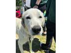 Adopt Sasha a Great Pyrenees, Mixed Breed