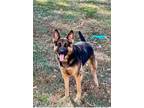 Adopt Nala a German Shepherd Dog