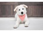 Adopt Junebug a Great Pyrenees, Australian Cattle Dog / Blue Heeler