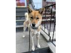 Adopt Ok ji a Jindo