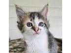 Adopt Kitten 8 a American Shorthair
