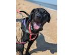 Adopt MaryBeth a Hound