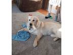 Adopt Dixie a Golden Retriever