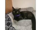 Adopt Octavia a Domestic Short Hair