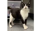 Adopt Jolie a Domestic Short Hair