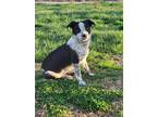 Adopt Sara a Australian Cattle Dog / Blue Heeler