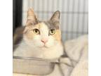 Adopt Junbox a Domestic Short Hair