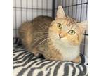 Adopt Hurts Donuts a Domestic Short Hair