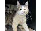 Adopt Strawbertie a Domestic Short Hair