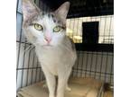 Adopt Cherrily a Domestic Short Hair