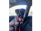 Adopt Mae a Pit Bull Terrier, Black Labrador Retriever
